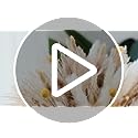 100PCS Natural Dried Pampas Grass Decor - 17.5" Fluffy Pampas Grass Bouquet - Boho Home Decor Dried Flowers for Wedding Floral Room Home Party Table Decorations