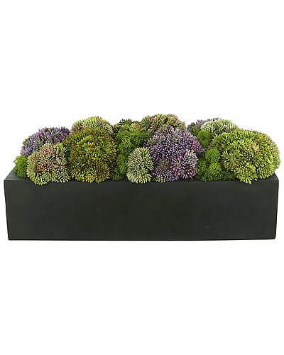 Creative Displays Multicolor Sedum Floral Display